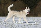 SIBERIAN HUSKY 439